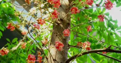 നാഗലിംഗ പുഷ്പങ്ങൾ വിടർന്നു