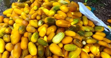 കാർഷിക സംസ്കൃതിയുടെ സ്വയംപര്യാപ്തതയിൽ നാടെങ്ങും വിളവെടുപ്പ് ഉത്സവം