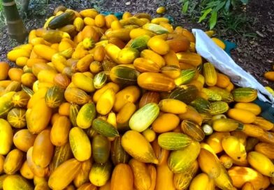 കാർഷിക സംസ്കൃതിയുടെ സ്വയംപര്യാപ്തതയിൽ നാടെങ്ങും വിളവെടുപ്പ് ഉത്സവം