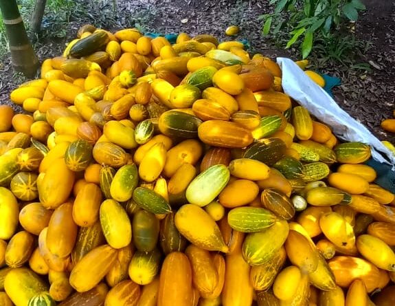 കാർഷിക സംസ്കൃതിയുടെ സ്വയംപര്യാപ്തതയിൽ നാടെങ്ങും വിളവെടുപ്പ് ഉത്സവം